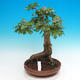 Vonkajší bonsai -Javor poľný - Acer campestre - 1/4