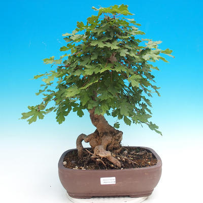 Vonkajší bonsai -Javor poľný - Acer campestre - 1