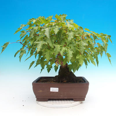 Vonkajšie bonsai - Acer ginala - Javor ohnivý - 1