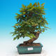 Vonkajší bonsai -Carpinus CARPINOIDES - Hrab kórejský - 1/2