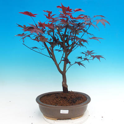 Vonkajšie bonsai - Acer palm. Atropurpureum-Javor dlaňolistý - 1