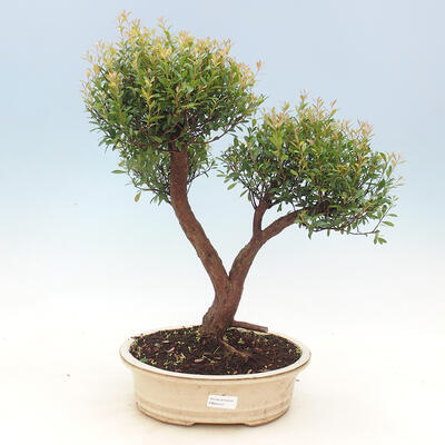 Izbová bonsai - Syzygium - Pimentovník - 1