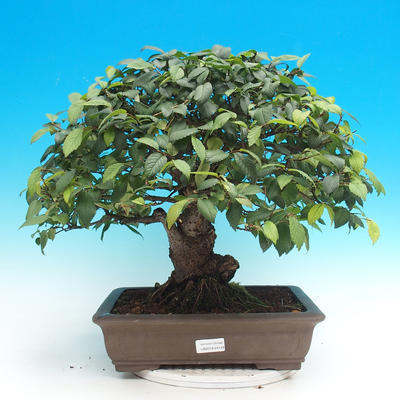 Vonkajší bonsai -Ulmus GLABRA Brest hrabolistý - 1