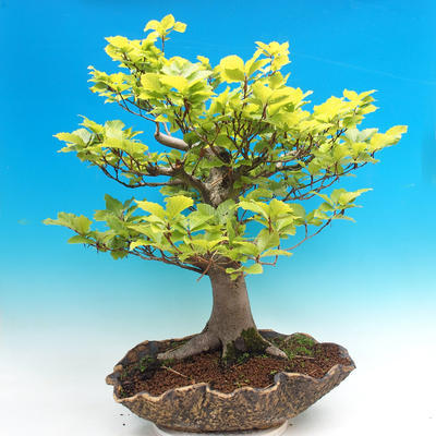 Vonkajšia bonsai-Fagus sylvatica - 1
