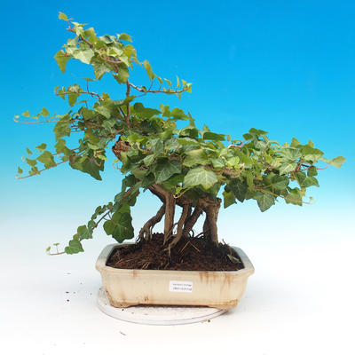 Vonkajšie bonsai- Hedera - Brečtan - 1