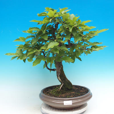 Vonkajší bonsai -Habr všeobecný - 1