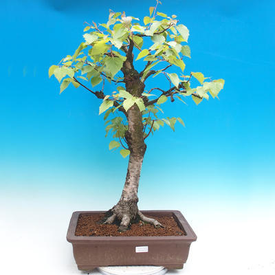 Vonkajšie bonsai - Breza previsnutá - betula - 1