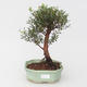 Izbová bonsai Syzygium -Pimentovník PB217385 - 1/4