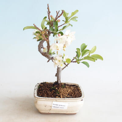 Vonkajšie bonsai - Malus sargentii - Maloplodé jabloň - 1