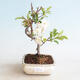Vonkajšie bonsai - Malus sargentii - Maloplodé jabloň - 1/4