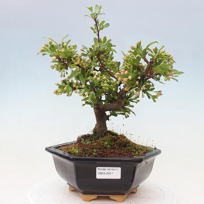 Vonkajší bonsai - Malus sergentiu - Maloplodá jabloň - 1