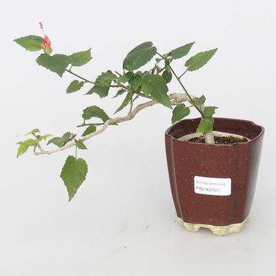 Pokojová bonsai - malokvětý ibišek PB216414 - 1