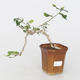 Pokojová bonsai - malokvětý ibišek PB216414 - 1/2