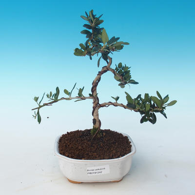 Pokojová bonsai - Olea europaea sylvestris -Oliva evropská drobnolistá PB2191242 - 1