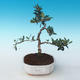 Pokojová bonsai - Olea europaea sylvestris -Oliva evropská drobnolistá PB2191242 - 1/5