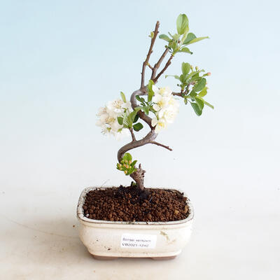 Vonkajšie bonsai - Malus sargentii - Maloplodé jabloň - 1