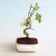 Vonkajšie bonsai - Malus sargentii - Maloplodé jabloň - 1/4
