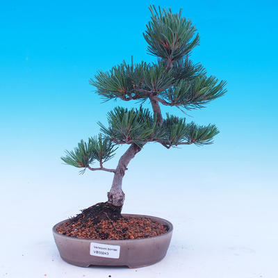 Vonkajší bonsai -Borovice drobnokvetá - Pinus parviflora glauca - 1