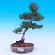 Vonkajší bonsai -Borovice drobnokvetá - Pinus parviflora glauca - 1/7