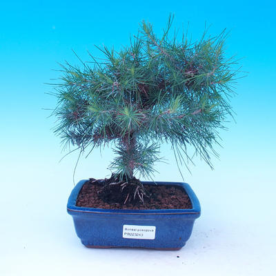 Izba bonsai-Pinus halepensis-Aleppo Pine