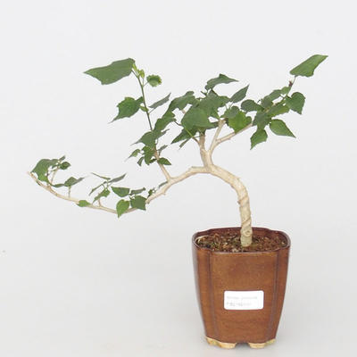 Pokojová bonsai - malokvětý ibišek PB216414 - 1
