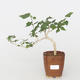 Pokojová bonsai - malokvětý ibišek PB216414 - 1/2
