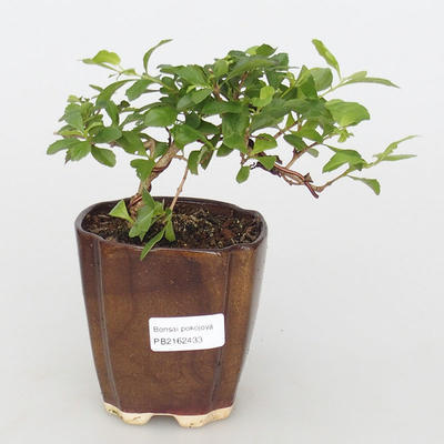 Izbová bonsai - Durant erecta Aurea - 1