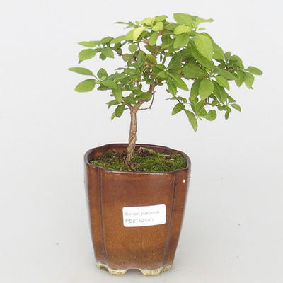 Izbová bonsai  - HORCOVÝ stromček-Solanum rantonnetii - 1