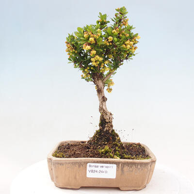 Vonkajší bonsai - Berberis thunbergii Kobold - Drištál Thunbergov - 1
