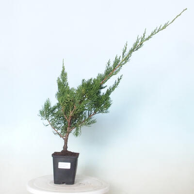 Vonkajšie bonsai - Juniperus chinensis Kaizuka - Borievka čínska