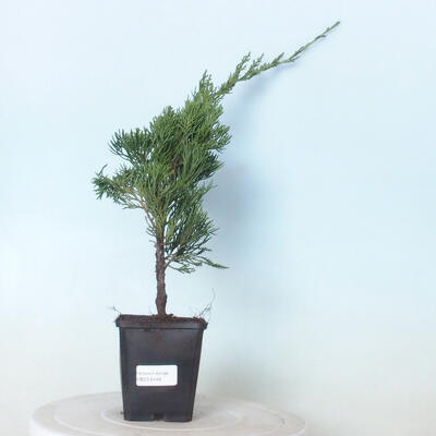 Vonkajšie bonsai - Juniperus chinensis Kaizuka - Borievka čínska
