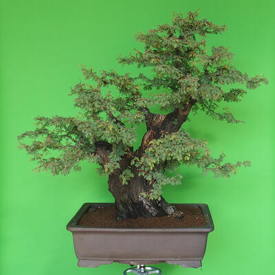 Izbová bonsai - Akacia Arabica - 1