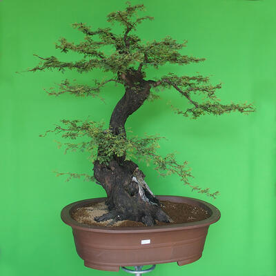 Izbová bonsai - Akacia Arabica - 1