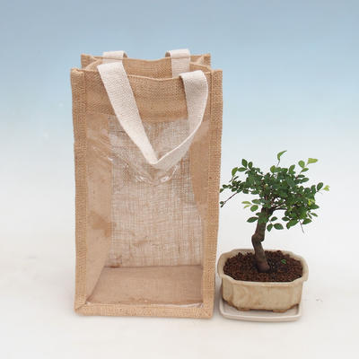 Izbová bonsai v darčekovej taške - JUTA, Ulmus parvifolia-izbový brest