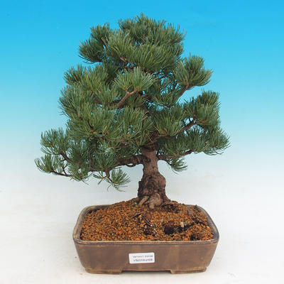 Vonkajšie bonsai - Pinus parviflora Glauca - Borovica