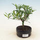 Izbová bonsai - Gardenia jasminoides-Gardenie - 1/2