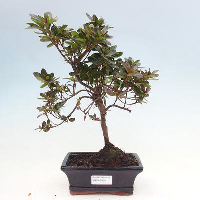 Vonkajší bonsai - Japonská azalka - Azalea Japonica - 1