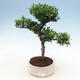 Izbová bonsai - Ilex crenata - Cezmína - 1/3