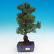 Vonkajšie bonsai - Pinus parviflora - Borovica drobnokvetá - 1/2