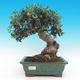 Izbová bonsai - Olea europaea sylvestris -Oliva európska drobnolistá - 1/6