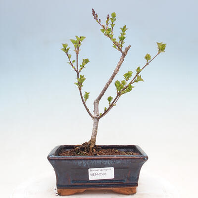 Vonkajší bonsai - Syringa Meyeri Palibin - Orgován Meyerov - 1