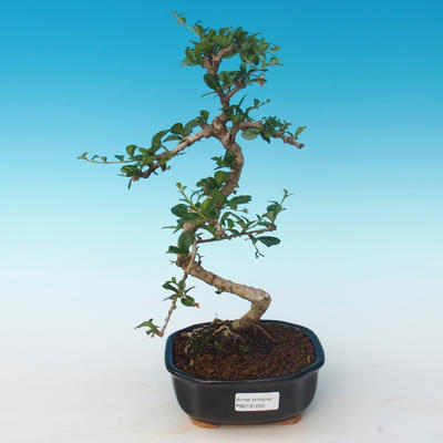 Pokojová bonsai - Carmona macrophylla - Čaj fuki 405-PB2191250 - 1