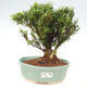 Izbová bonsai - Buxus harlandii -korkový buxus - 1/3