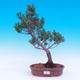Vonkajší bonsai -Borovice drobnokvetá - Pinus parviflora glauca - 1/6