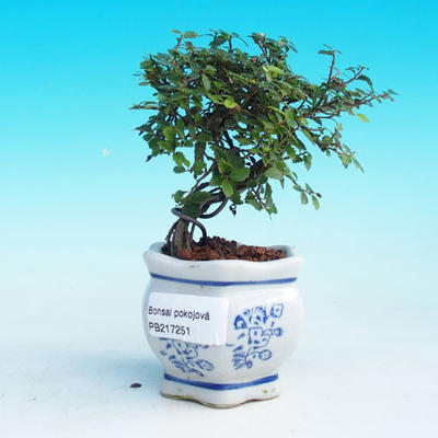 Izbová bonsai -Malolistý brest - P217251 - 1