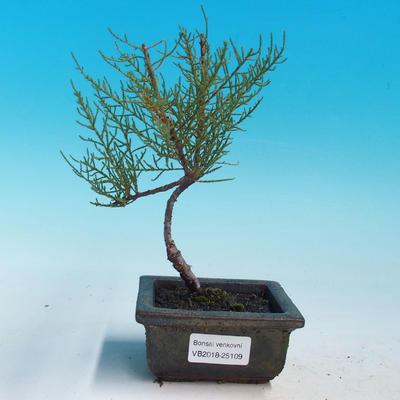 Vonkajšie bonsai - Tamaris parviflora Tamariška malolistá - 1