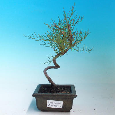 Vonkajšie bonsai - Tamaris parviflora Tamariška malolistá - 1