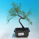 Vonkajšie bonsai - Tamaris parviflora Tamariška malolistá - 1/2