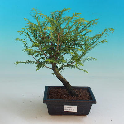 Vonkajšie bonsai - Tisovec dvojradový - 1