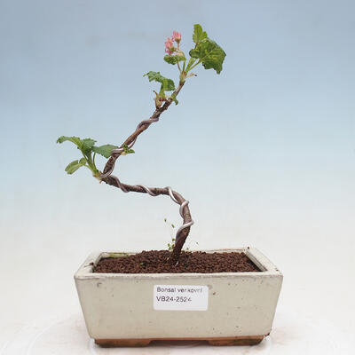 Vonkajší bonsai - Meruzalka krvavá - Ribes sanguneum - 1